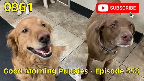 [0961] GOOD MORNING PUPPIES - EPISODE [#dogs #doggos #doggos #puppies #dogdaycare]