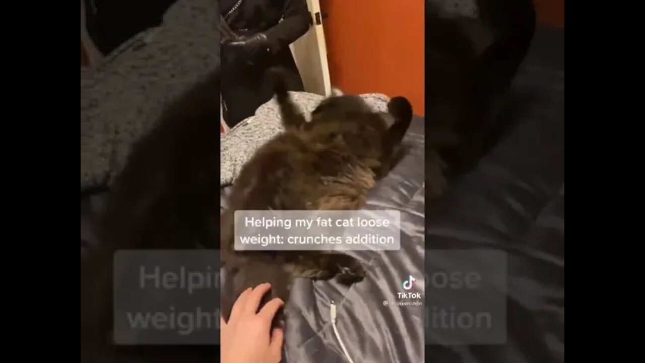 Helping my cat loose weight - Viral Tiktok Cat video - Try not to laugh #shorts