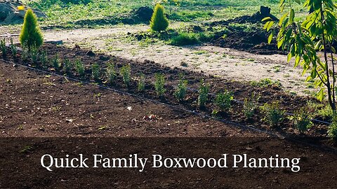 Planting a Boxwood Hedge with the Whole Family! Quick & Easy Tips for Beginners