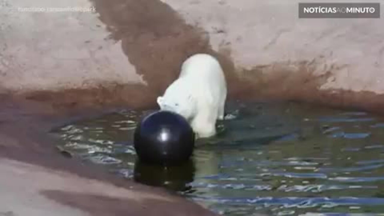 Urso polar de zoo na Finlândia ganha bola para se divertir