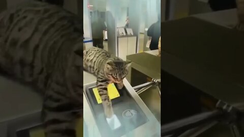 #cuteanimal#cat#kucinglucu#short#