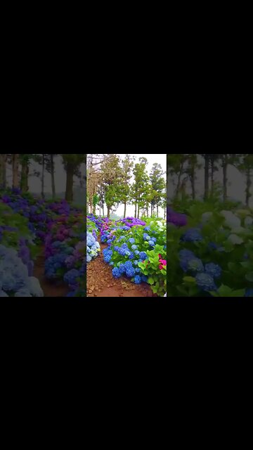 Jeju Island South KoreaBeauty 😍