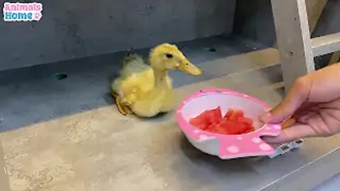 BiBi monkey steals duckling's watermelon then