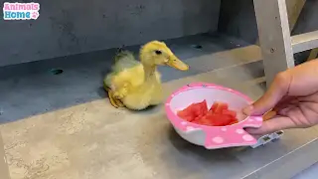 BiBi monkey steals duckling's watermelon then