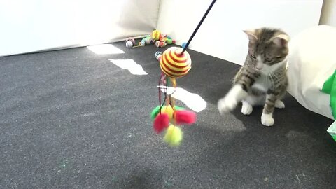 Kitten and the Candy Toy