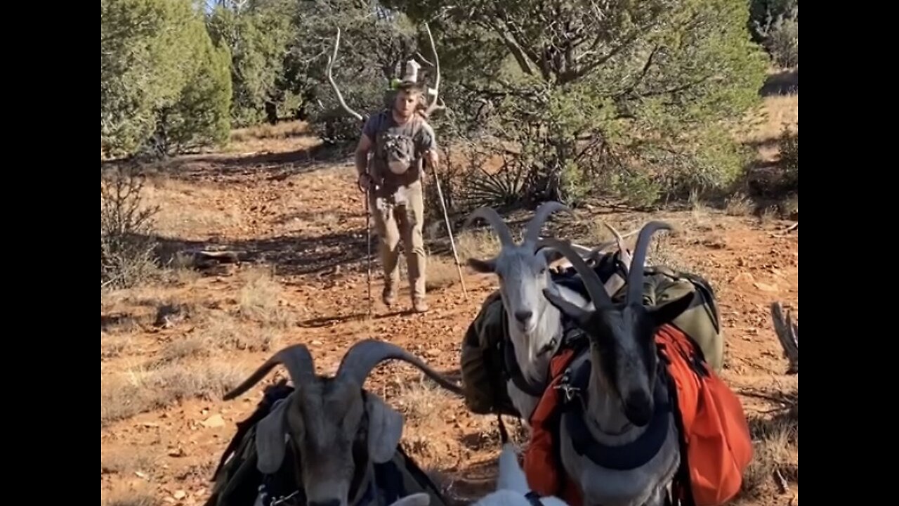 Arizona Elk hunt with Pack Goats