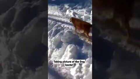 Taking picture of the Dog boots!🦮🦮🐕‍🦺