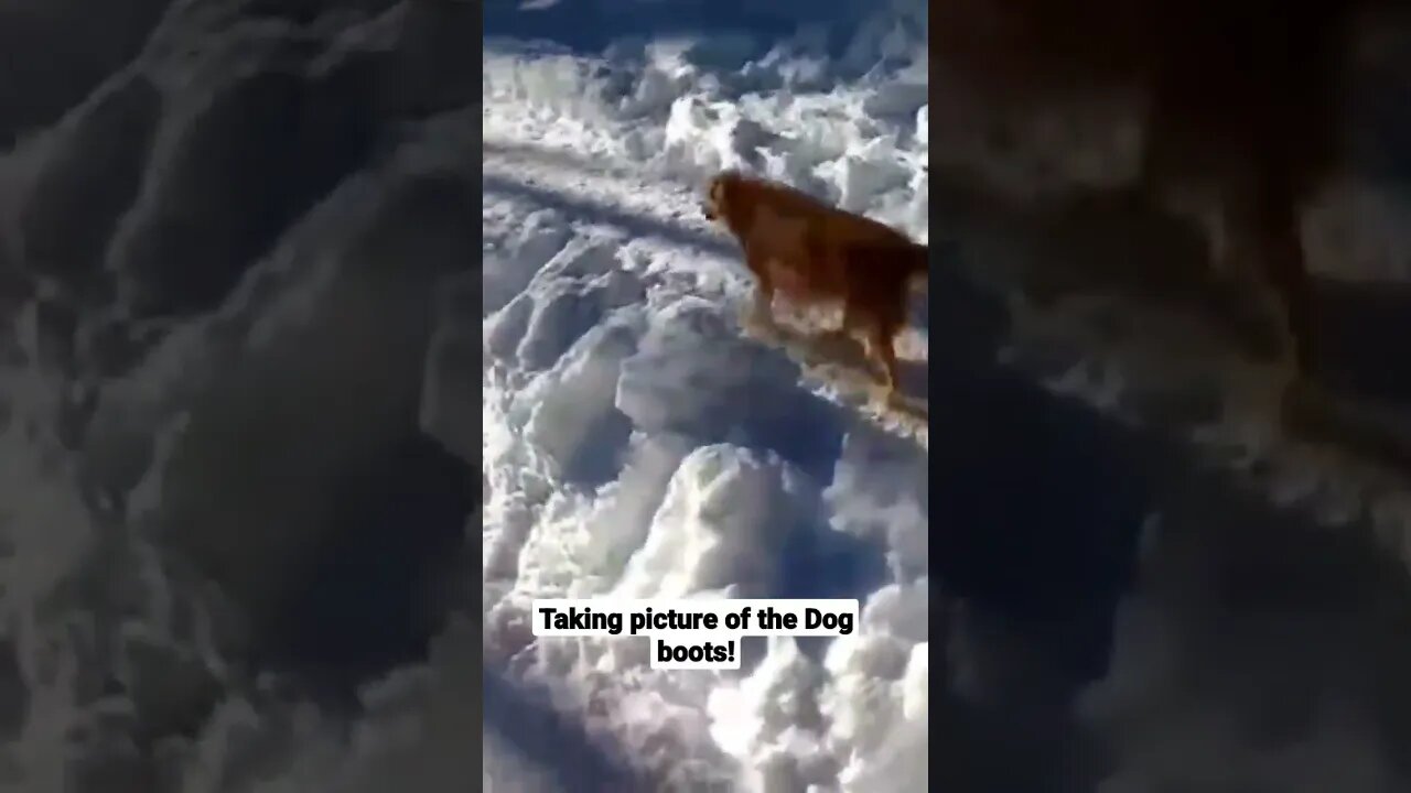Taking picture of the Dog boots!🦮🦮🐕‍🦺