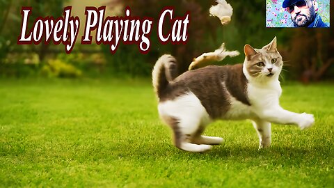 Lovely Playing Cat