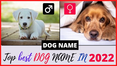 Top Most Popular Puppy & Dog Names in 2022 For Male & Female.