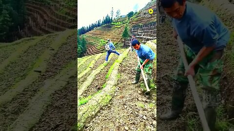 #nature most beautiful rice terraces you can't imagine