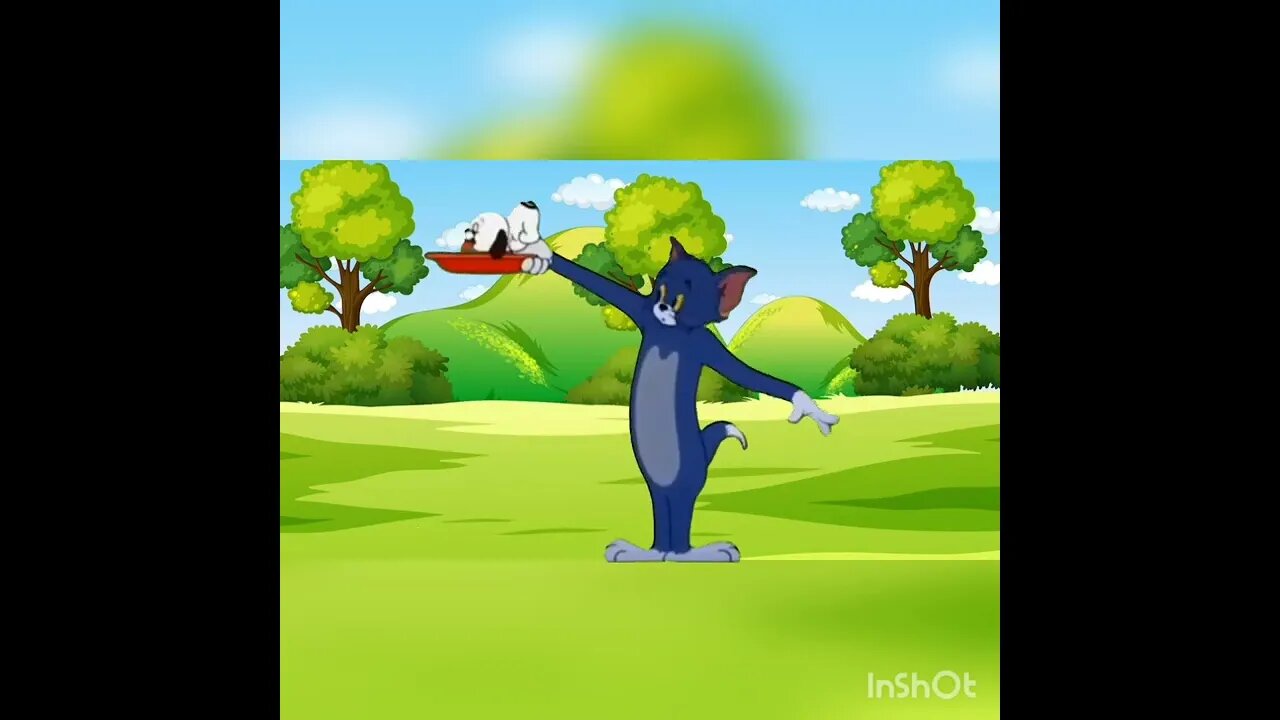 Tom and Jerry | cartoons | funny cartoons