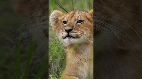 Adorable Lion Cub #shorts #short