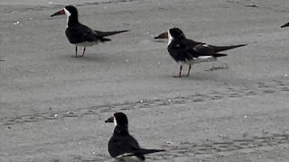 Black Skimmers in Paradise- 8/26/2021- 4K