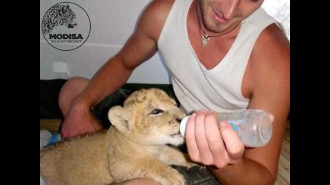 LifeDaily Female Tiger Cub Abandoned