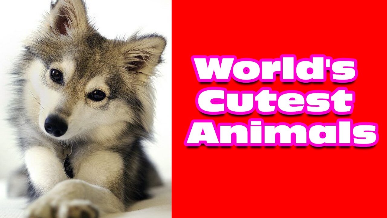 World's cutest animals