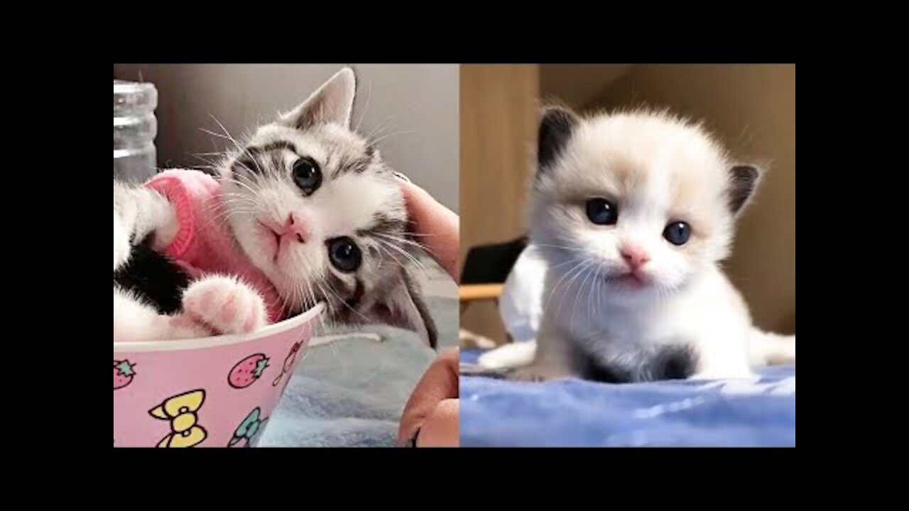 DingDon! Baby Cats - Cute and Funny Cat Videos Compilation - Humor animals