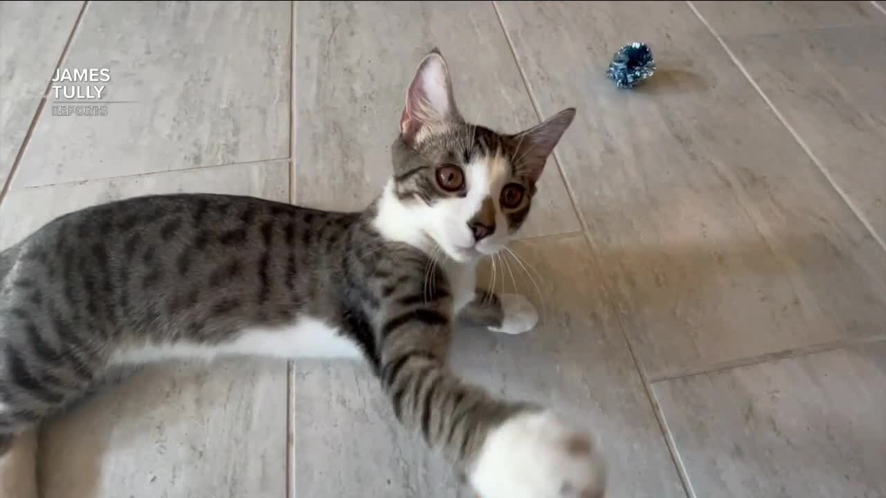 Local rescue organization helps find kittens a forever home