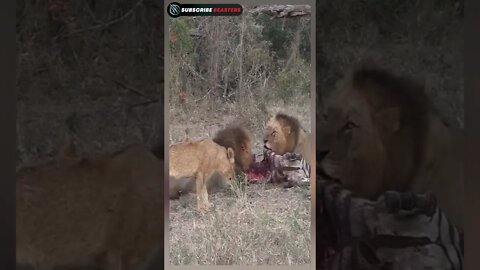 Lion attack impala fight to death #shorts #lion