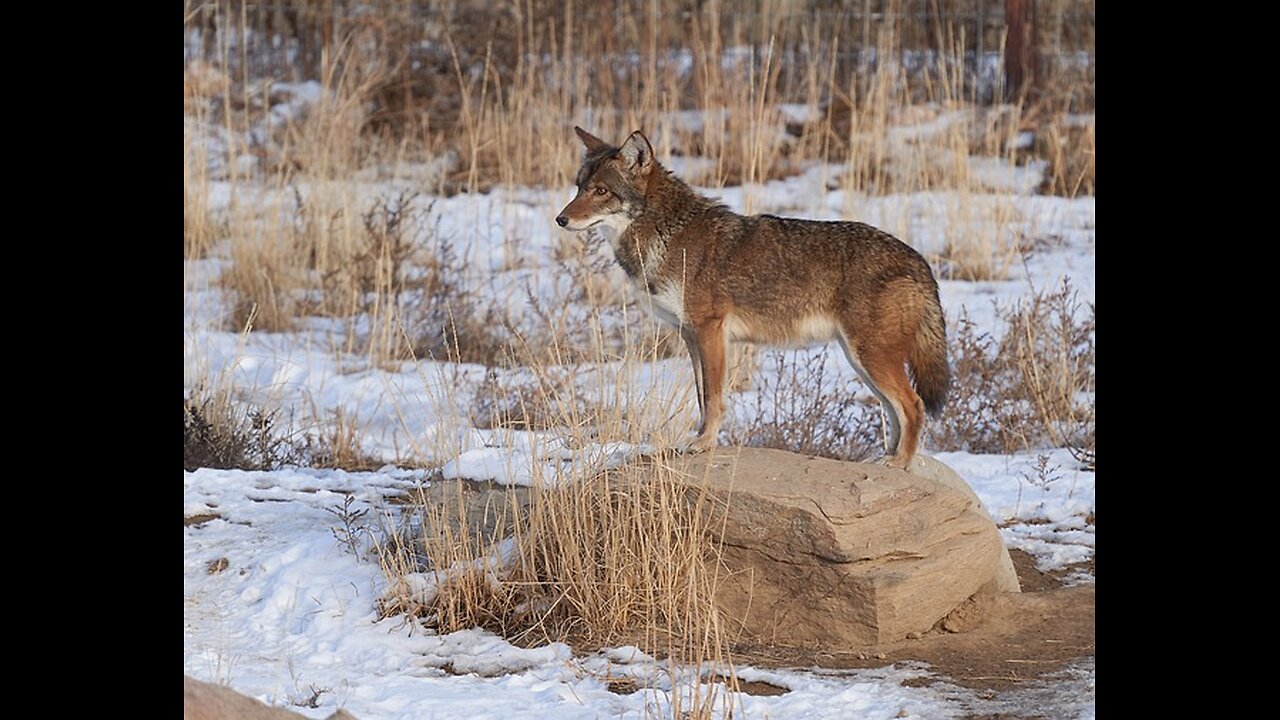 Wolves in Maine? The 2023 DNA Results