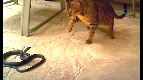 Savannah cat vs. snake