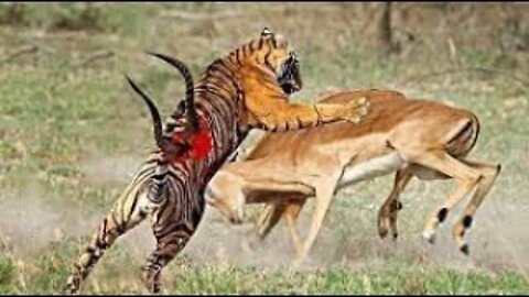 Top 10 Strongest Prey In The Wild - When Prey Fights Back - Prey VS Predator - Blondi Foks