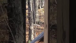 Intense fight between two bucks