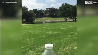 Un salto arrière pour réussir le "bottle cap challenge"