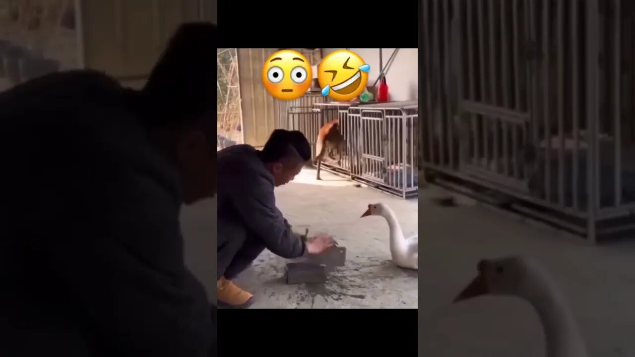 dogy try to hide #dogs #smile #duck