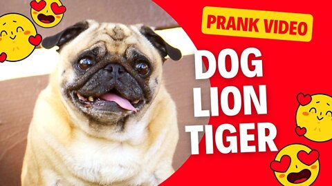 Troll Prank Dog Funny & fake Lion Fake Tiger Prank To dog AND Huge Box Prank to dog ATV CREATION