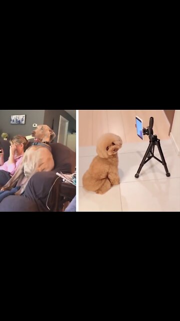 Epic Funny Dog Videos|funny dogs |cute dogs|Susan bro |#funnydogs | #Shorts