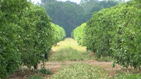 The desperate wait for citrus farmers