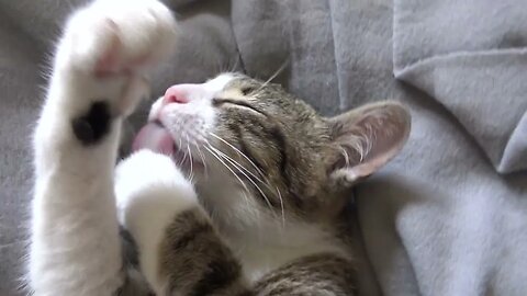 Cute Cat Washes His Armpit and Sticks His Little Nose into the Camera