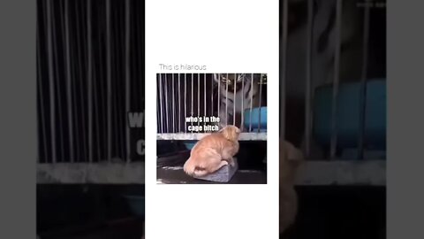 random funny animals videos.