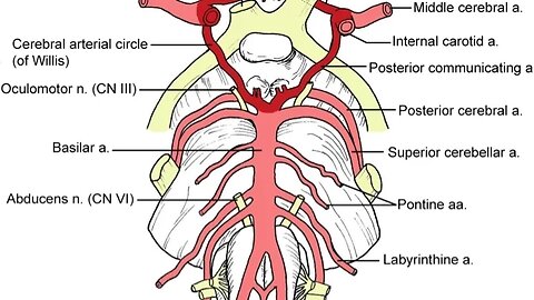 Introduction to skull, meninges, ventricular system and brain