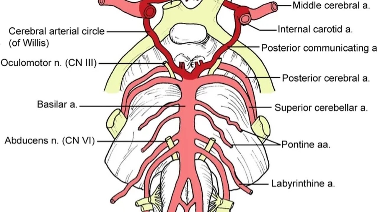 Introduction to skull, meninges, ventricular system and brain