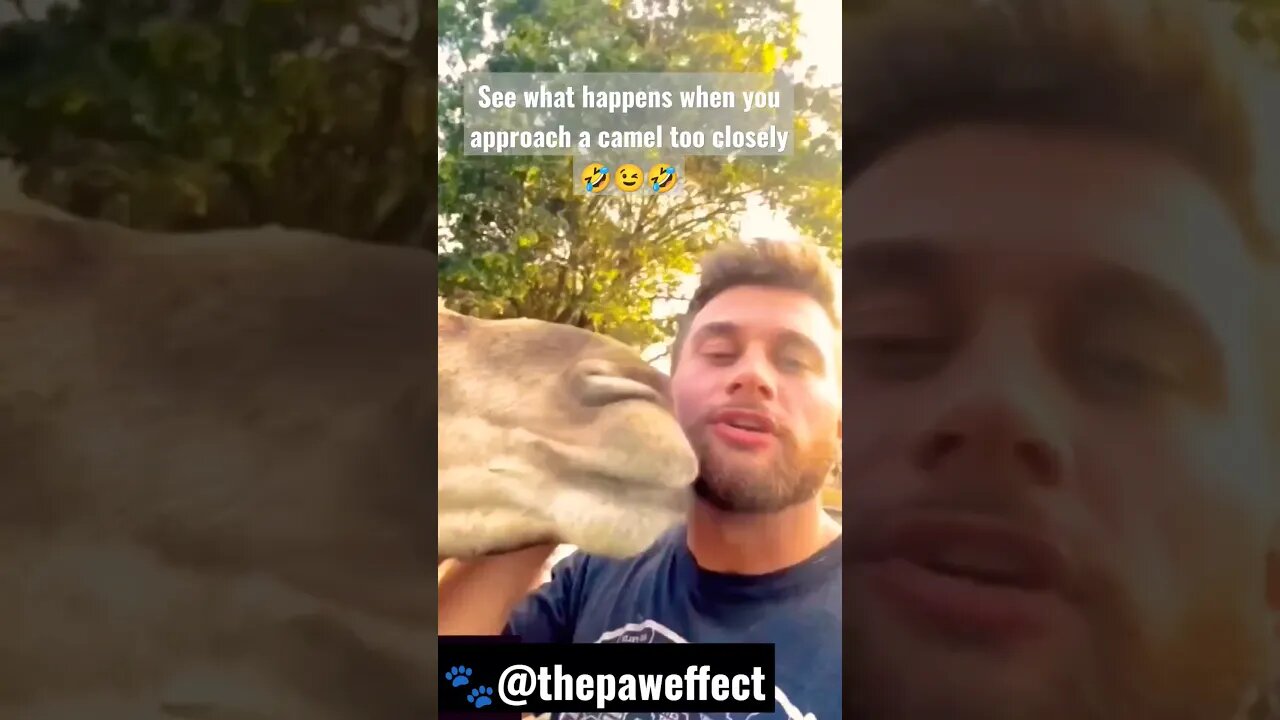 camel kiss 🤣🤣🤣 #2023 #funny #shorts