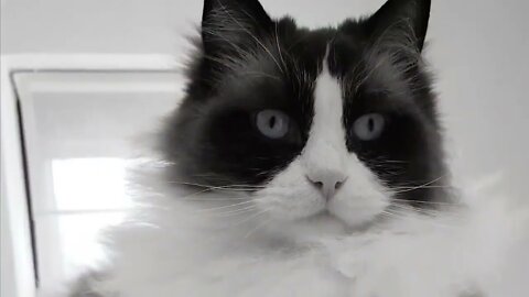 The BIGGEST CAT BREEDS In The World