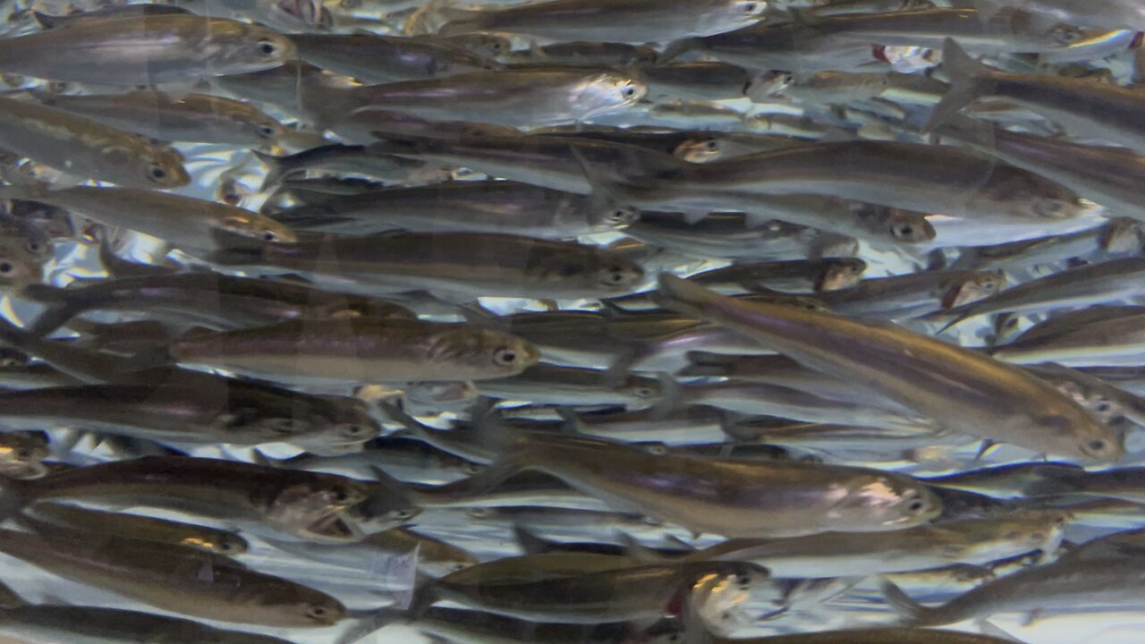 Northern Anchovies