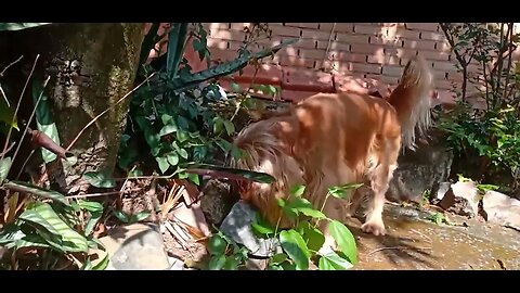 #dogshow , #animals , #dogs