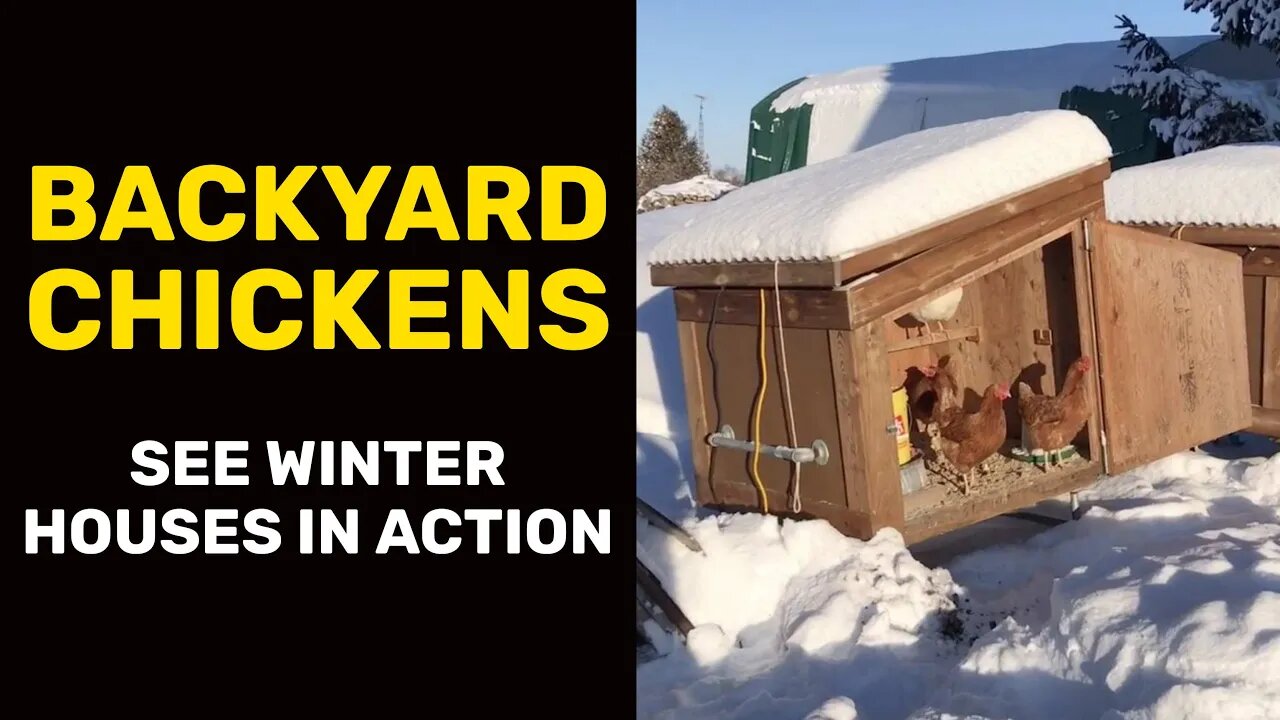 BACKYARD CHICKENS: See Winter Houses in Action