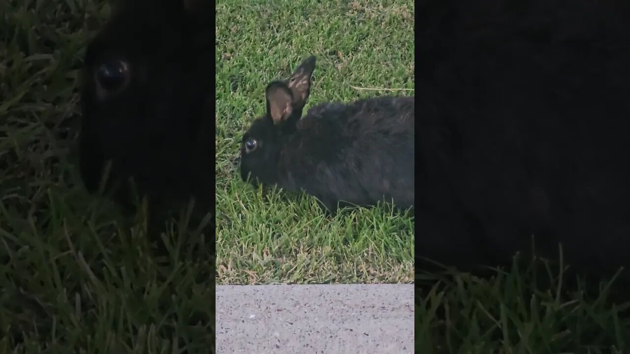 wild rabbit mowing grass like its life depends on it