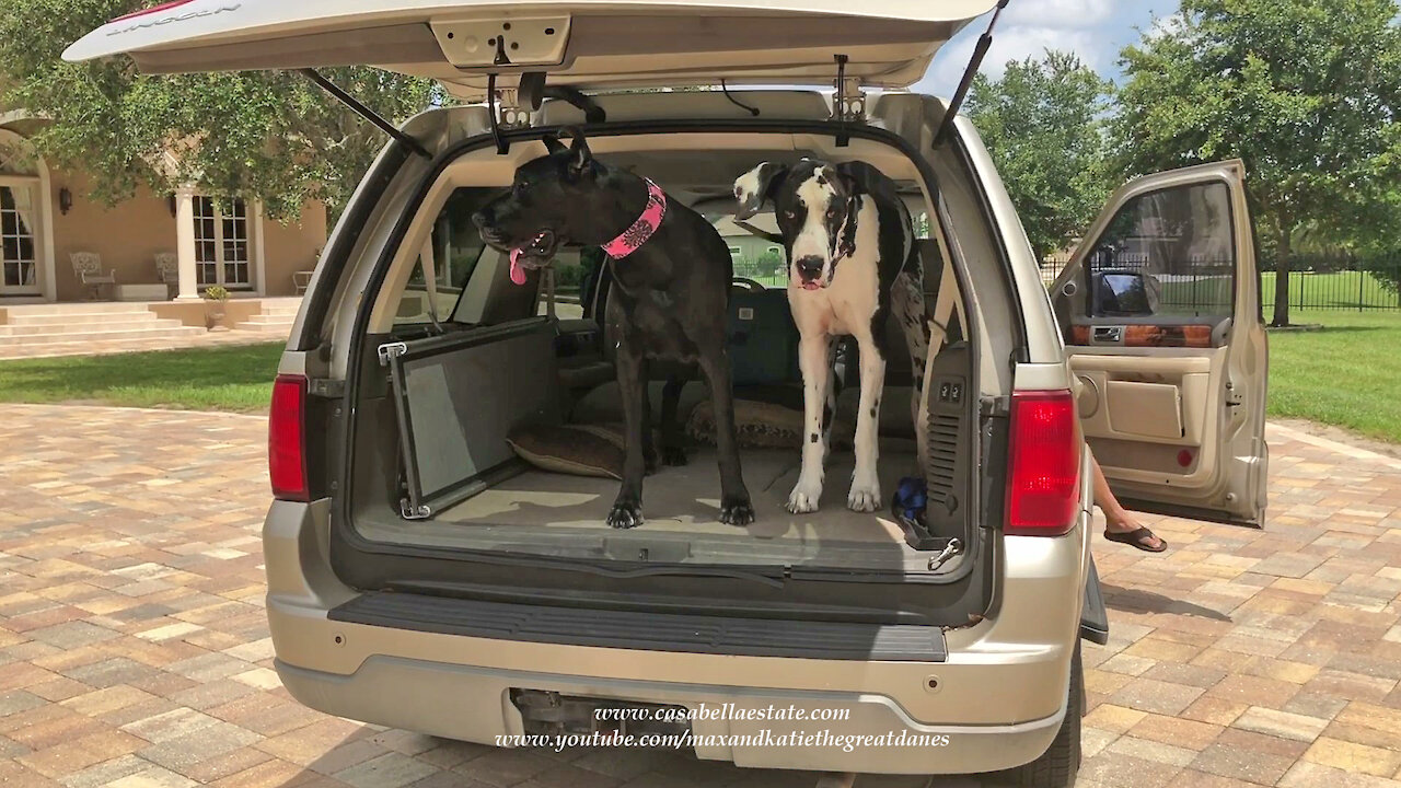 Happy Great Danes and Cat Love Going For A Car Ride