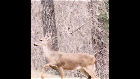 Deer cross the street