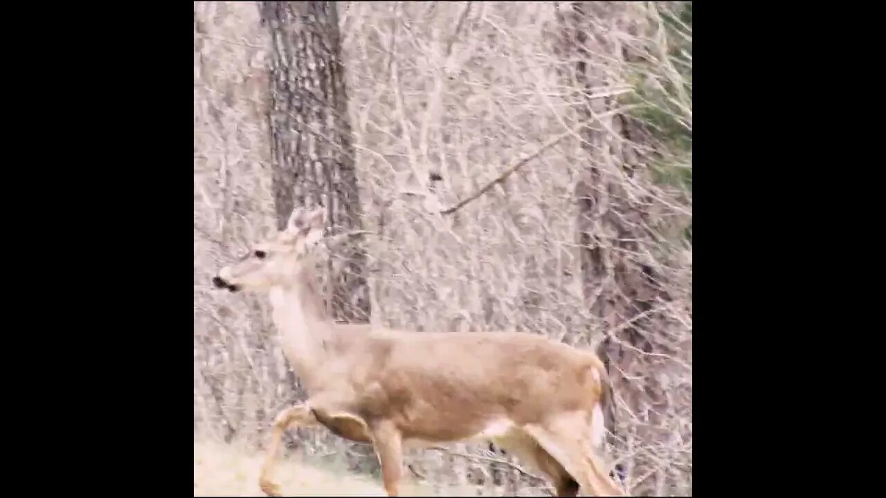 Deer cross the street