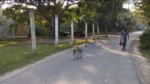 Famished cat suckles milk from street dog