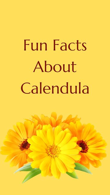 Fun Facts About Calendula