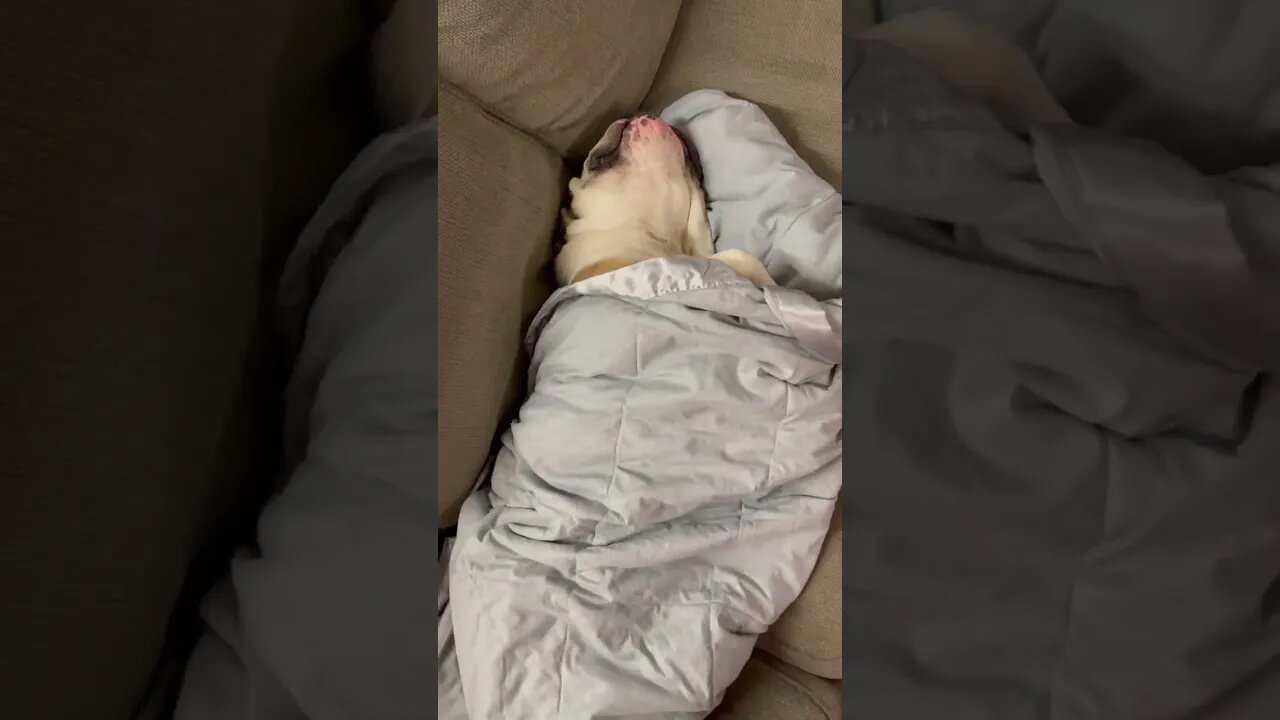 He Loves Being a Burrito 🌯 #dogsofyoutube