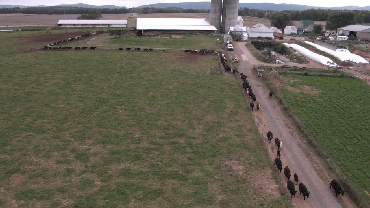 Out to Pasture