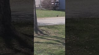 running squirrel #shorts